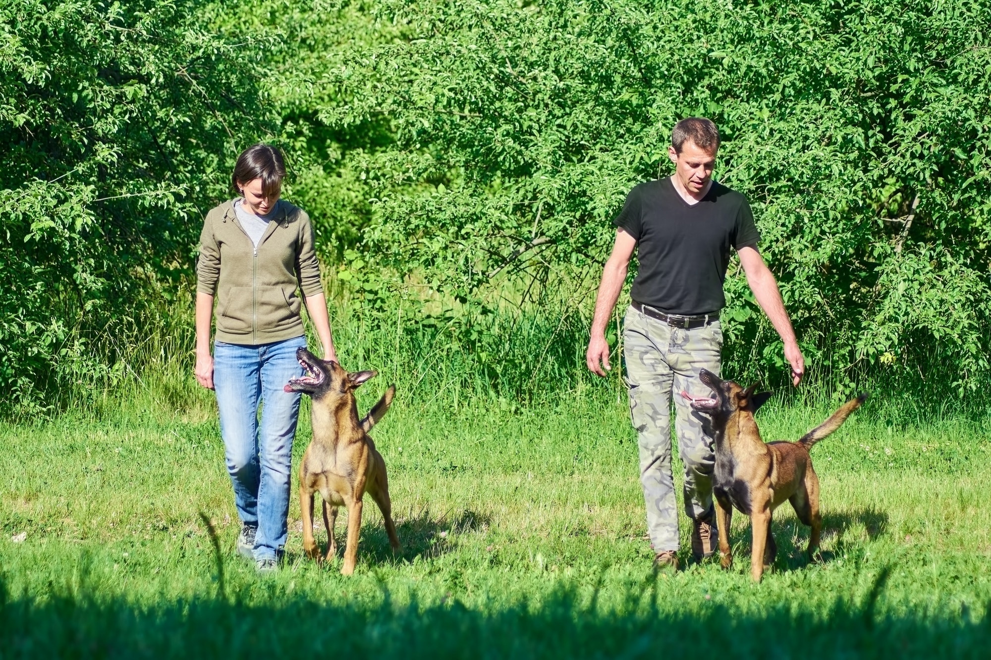 The dogs are looking at their owners