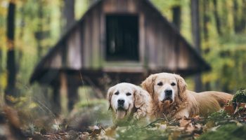 Couple of old dogs